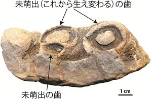 見つかった化石の図