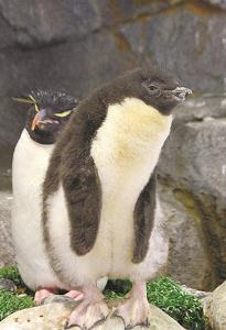 世界初 人工繁殖に成功 ミナミイワトビペンギン 1面の記事から 朝日小学生新聞 朝日学生新聞社 ジュニア朝日