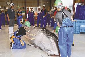 網走の港に水揚げされたミンククジラの写真