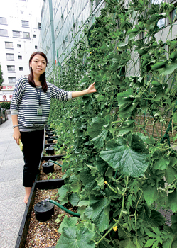 「緑のカーテン」の記事につける写真の例。緑のカーテンが高くのびて窓をおおっている様子、葉の大きさがわかります＝撮影はどちらも東京・杉並区役所で